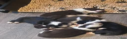 Border Collie dogs for sale: Border Collie Puppies - Advert 23