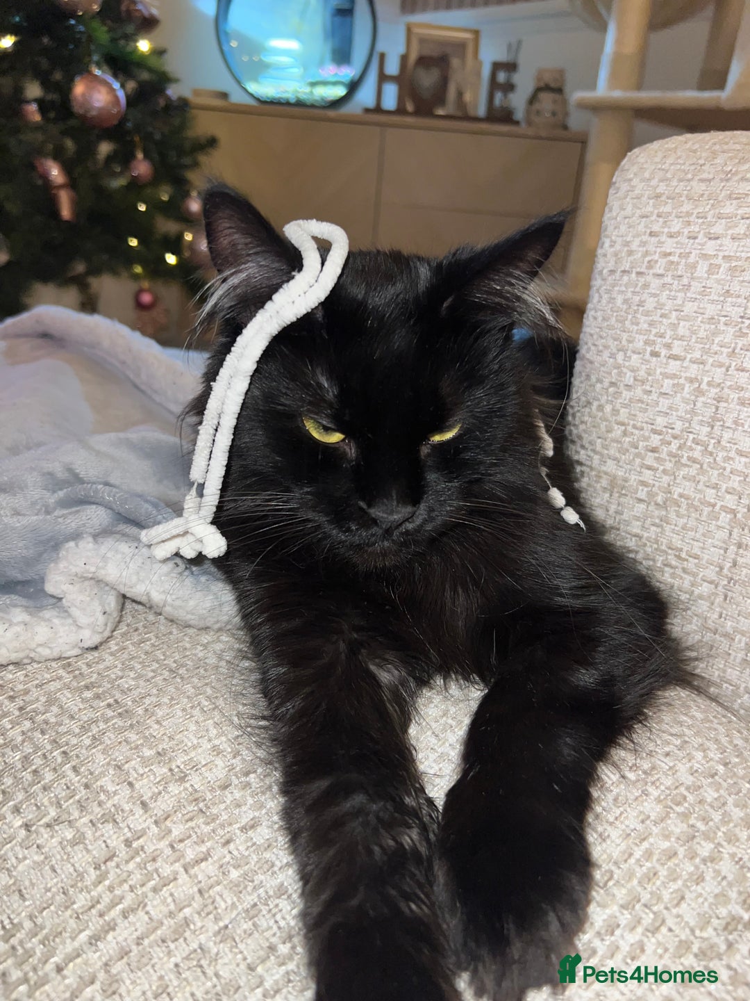 Maine Coon cats for sale: Willow  - Advert 7