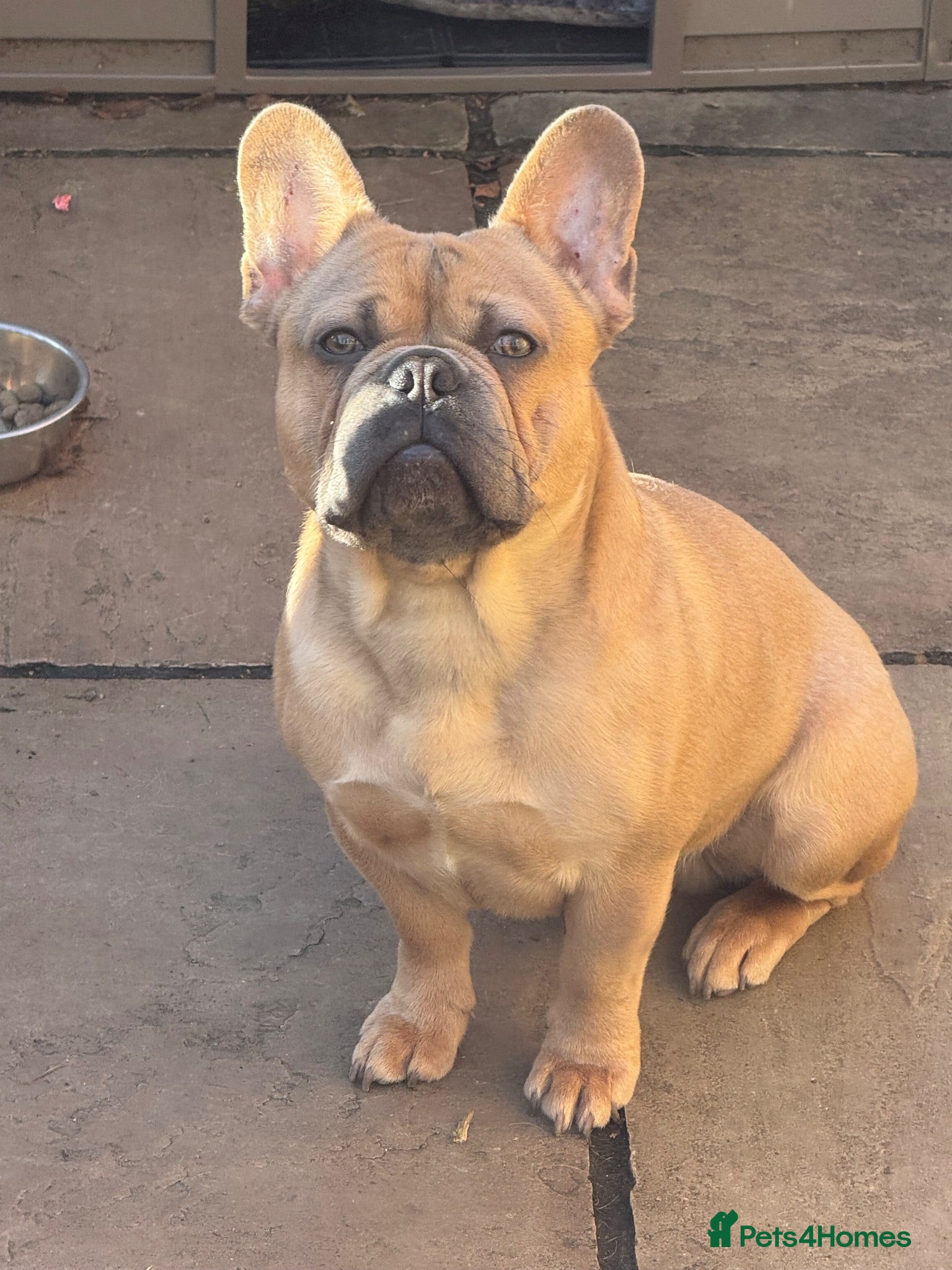 French Bulldog dogs Stud Male French Bulldog  - Advert 1