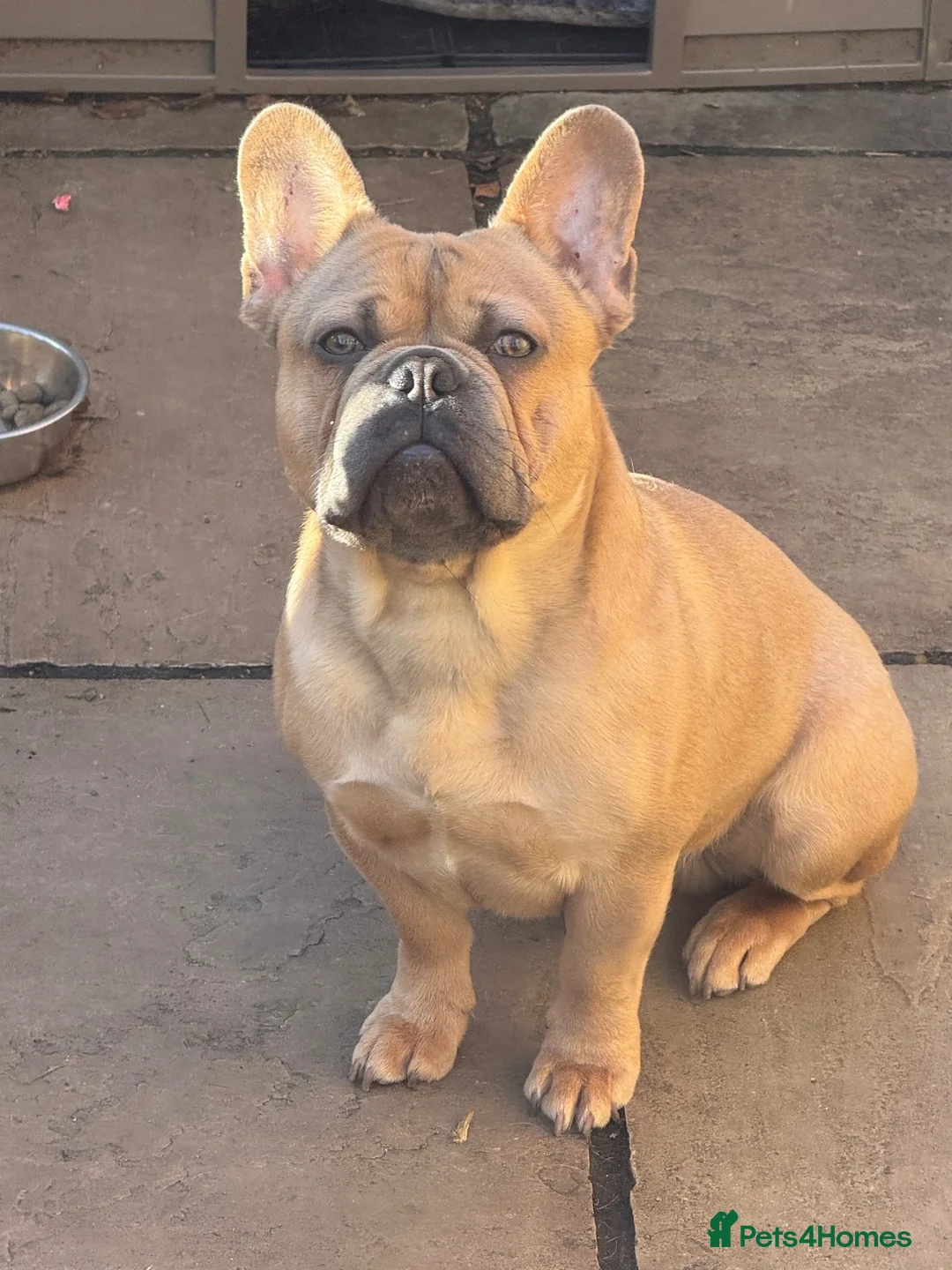 French Bulldog dogs for stud: Stud Male French Bulldog  - Advert 1