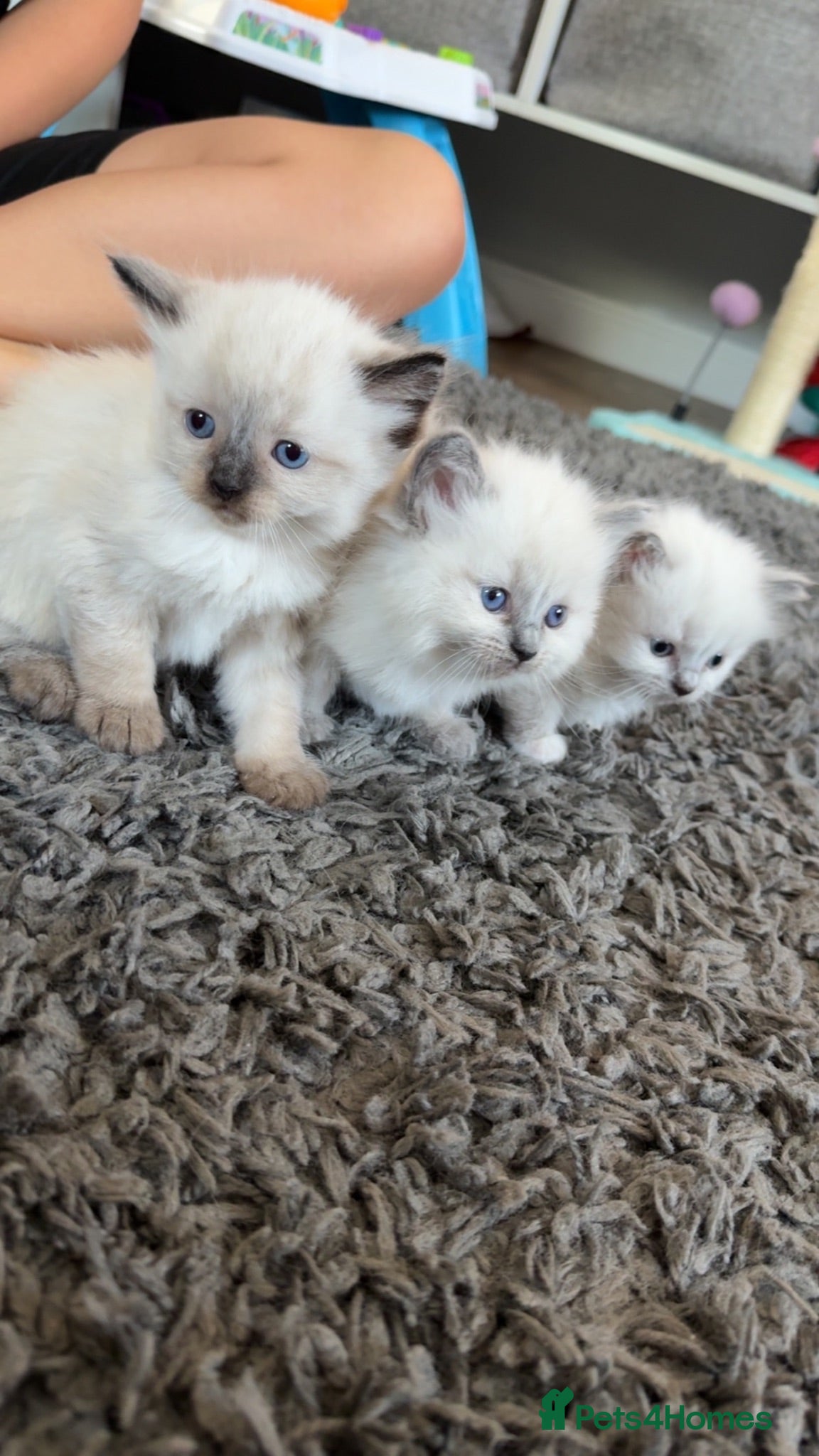 Ragdoll cats 4 beautiful ragdoll kittens  - Advert 1