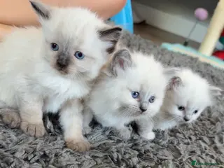 Ragdoll cats 4 beautiful ragdoll kittens - Advert 3