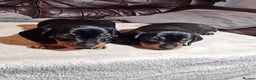 Miniature Dachshund dogs for sale: Champion bloodlines excellent quality KC miniature - Advert 11