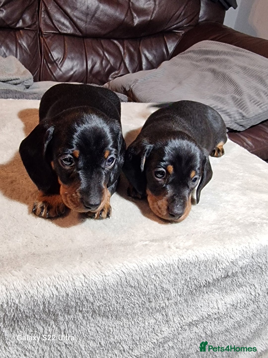 Miniature Dachshund dogs for sale: Champion bloodlines excellent quality KC miniature - Advert 11