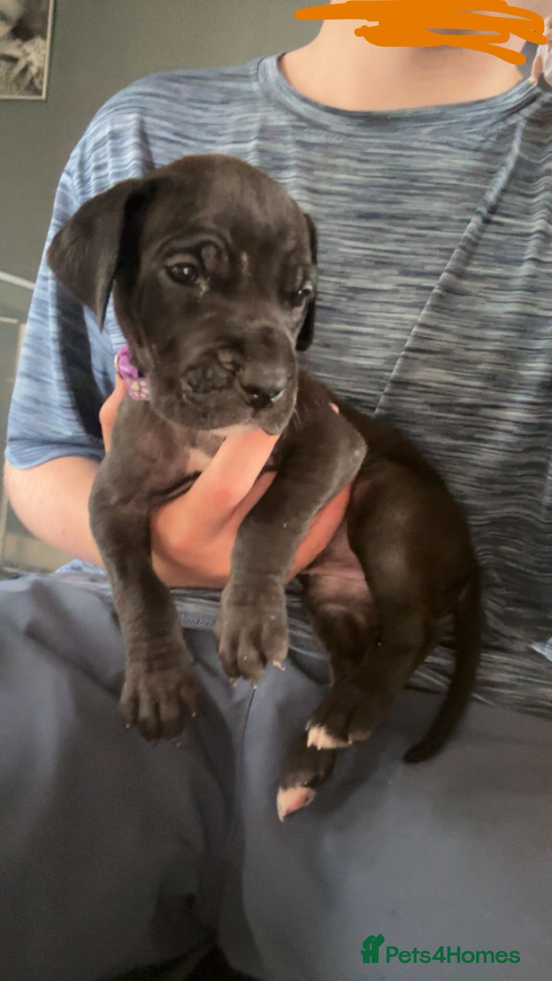 Great Dane dogs for sale: Great dane  - Image 2
