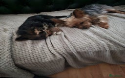 Yorkshire Terrier dogs for sale: Tiny yorkie  - Image 4