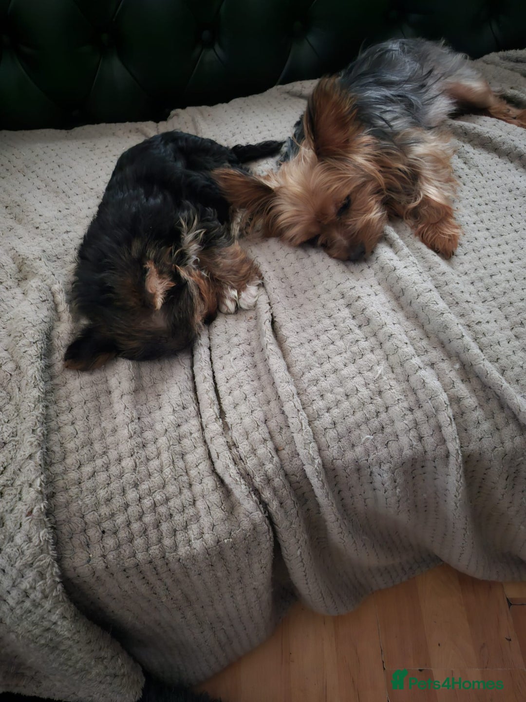 Yorkshire Terrier dogs for sale: Tiny yorkie  - Image 4