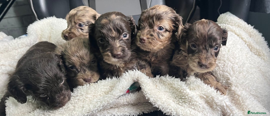 Cockapoo dogs for sale: GORGEOUS F1 MERLE COCKAPOOS HEALTH TESTED PARENTS - Image 9