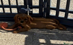 Cockalier dogs for sale: Gorgeous Cockalier Puppies… - Image 6