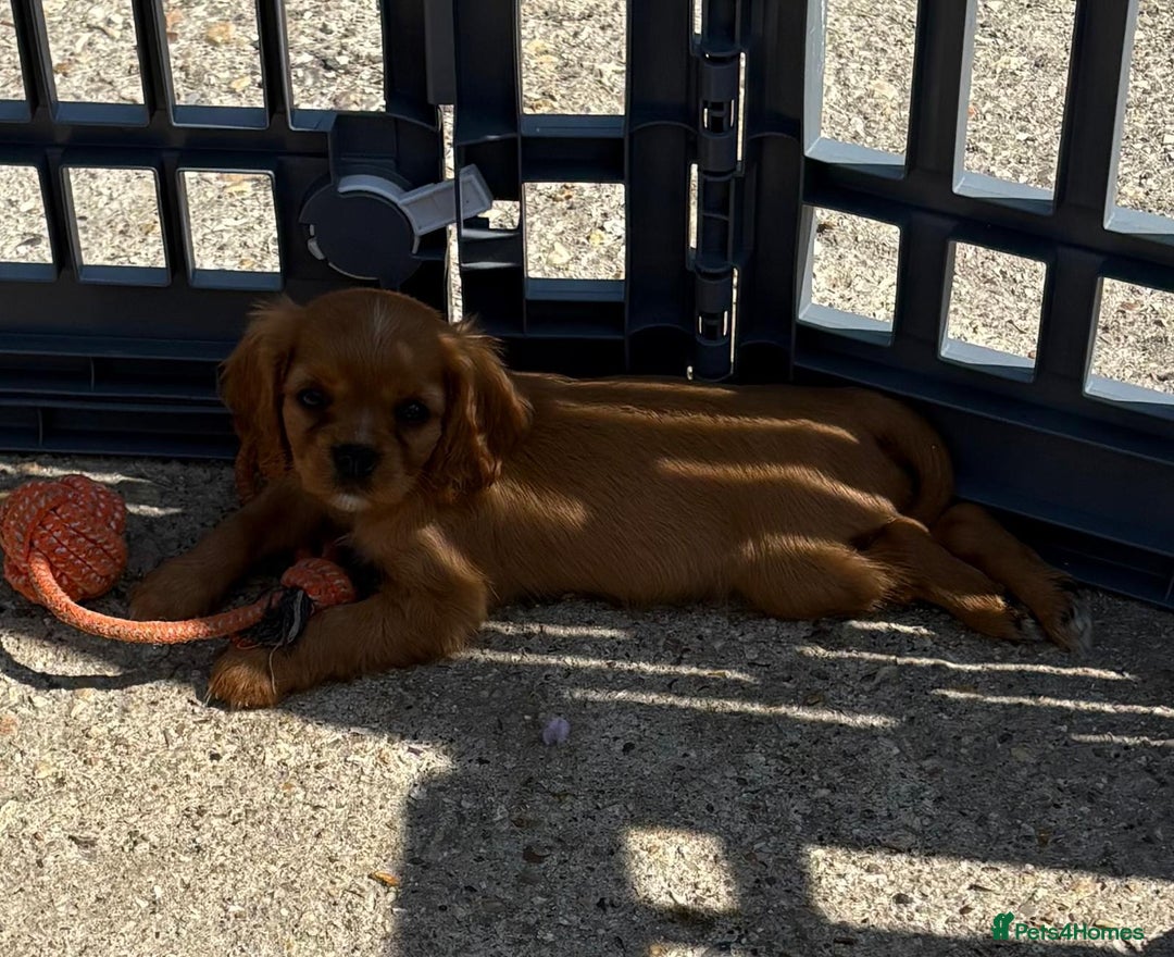 Cockalier dogs for sale: Gorgeous Cockalier Puppies… - Image 6