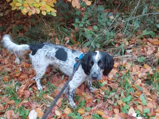 Cocker Spaniel dogs Archie, cocker spaniel, stud only - Advert 6