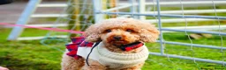 Cavapoo dogs for sale: Two Toy Cavapoo's Left - Both Girls - Advert 10