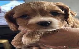 Mixed Breed dogs for sale: Cockerlier - Image 4