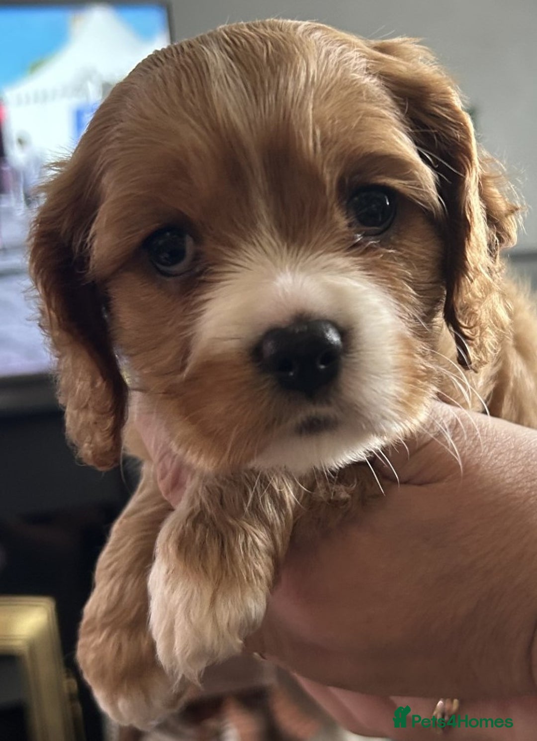 Mixed Breed dogs for sale: Cockerlier - Image 4