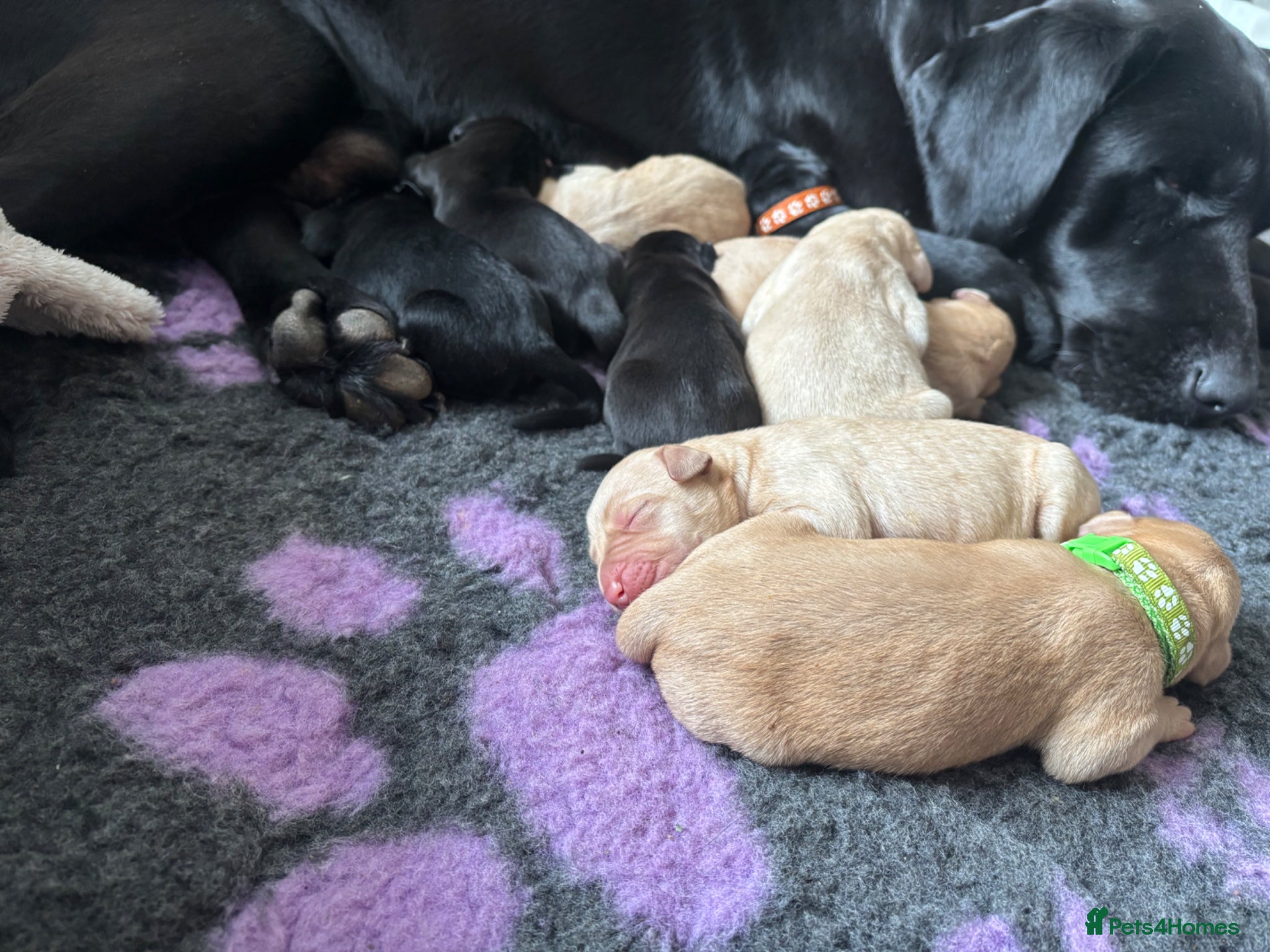 Labrador Retriever dogs  ⭐️ 5* LICENSED BREEDER - KC REGISTERED LABRADORS - Advert 5