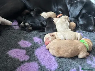 Labrador Retriever dogs ⭐️ 5* LICENSED BREEDER - KC REGISTERED LABRADORS - Advert 15