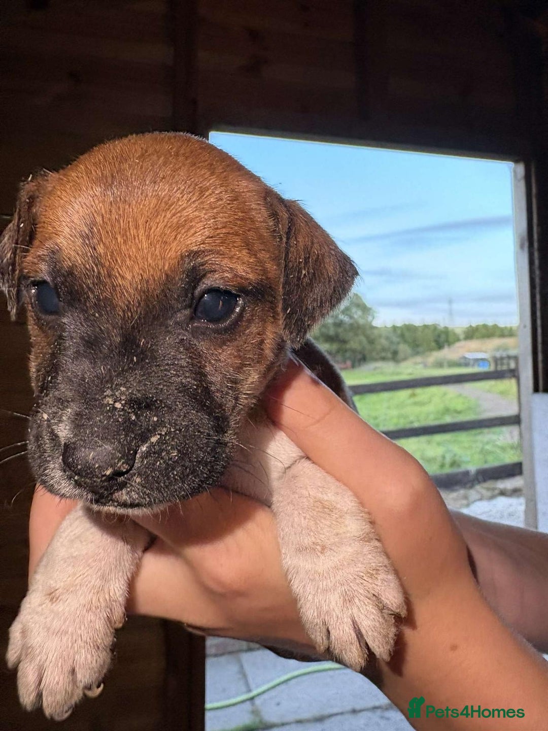 Jack Russell dogs for sale: Jack Russell puppies 5 boys left - Image 17