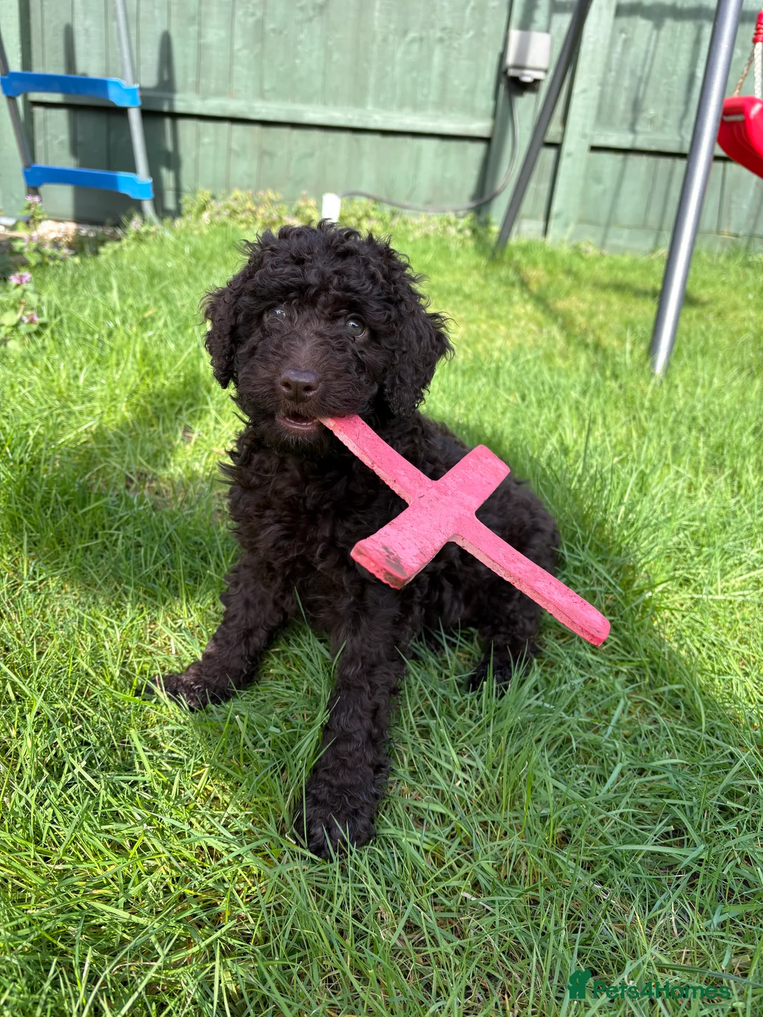 Cockapoo dogs for sale: Gorgeous brown cockapoo  in Ipswich - Advert 3