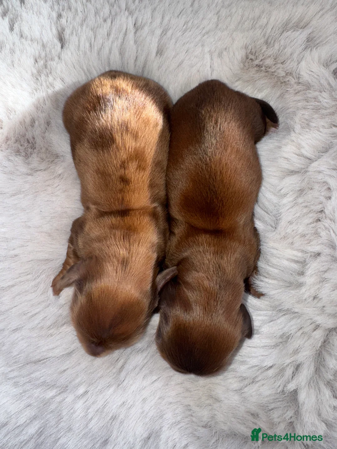 Miniature Dachshund dogs for sale: Long Haired ( Choclate Based ) Mini Dachshunds  - Advert 6