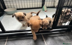 Chipoo dogs for sale: F1b Chipoo last girl  - Image 8