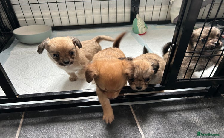Chipoo dogs - Advert 1