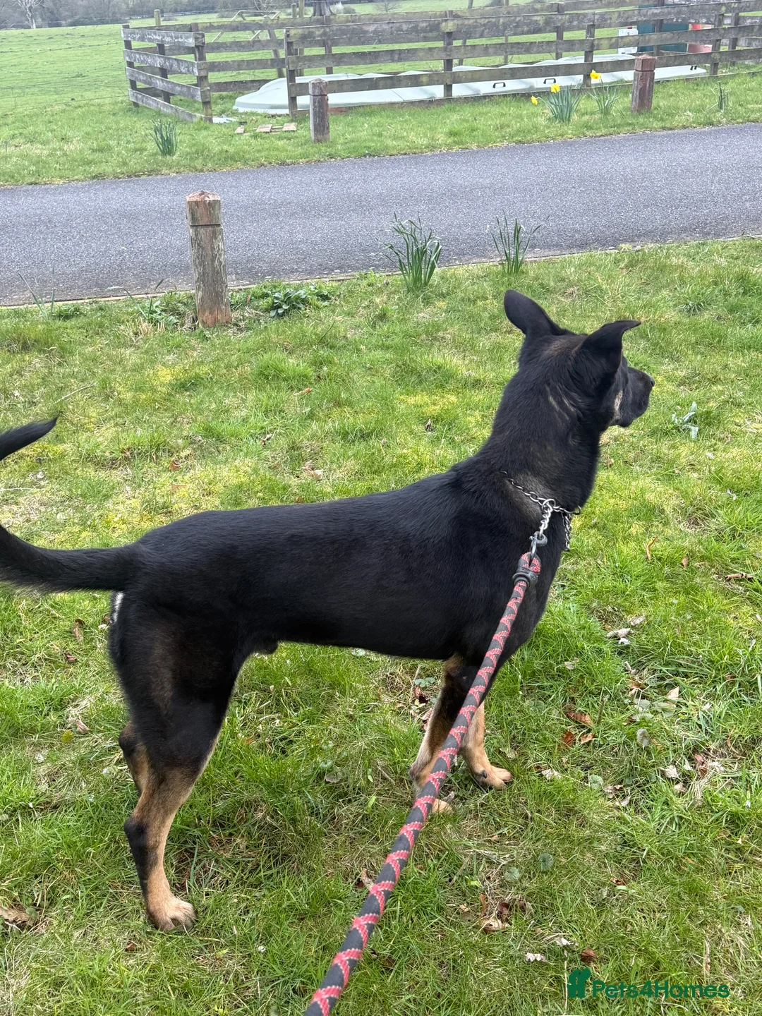 Mixed Breed dogs for sale: Bruno Draycott (Bronze) in Diss - Advert 1