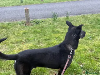 Mixed Breed dogs Bruno Draycott (Bronze) - Advert 7