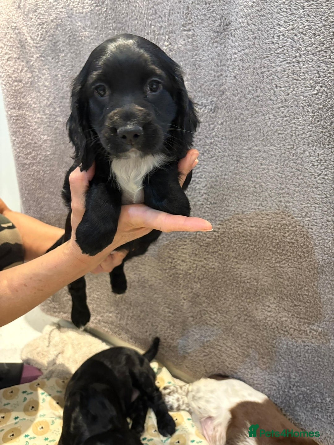 Cocker Spaniel dogs for sale: Pedigree show kc parents DNA health tested    - Advert 24