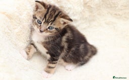 Mixed Breed cats for sale: Beautiful Kittens - Image 13