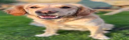 Golden Retriever dogs for sale: KC Reg Golden Retriever pups-ready mid August 2026 in Mirfield - Advert 3