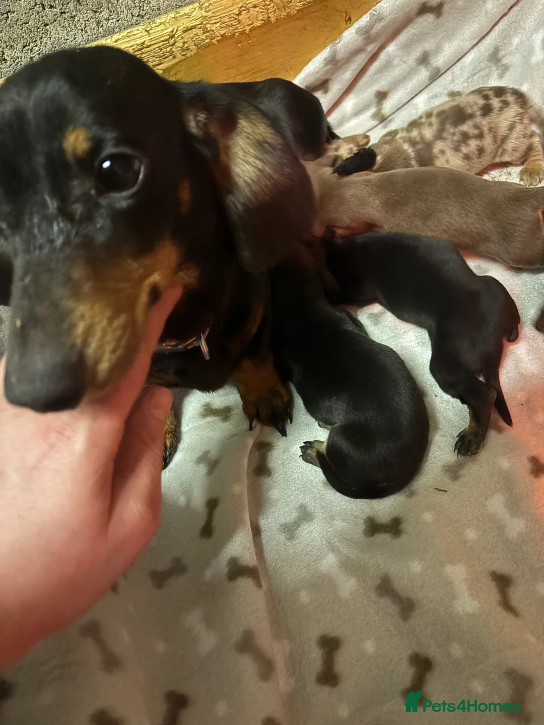 Miniature Dachshund dogs for sale: 5 Stunning dachshund puppies  - Advert 1