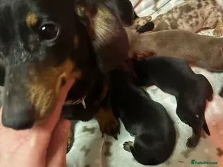 Miniature Dachshund dogs 5 Stunning dachshund puppies - Advert 3