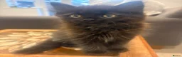 Mixed Breed cats for sale: Beautiful quarter Persian kitten  - Advert 2