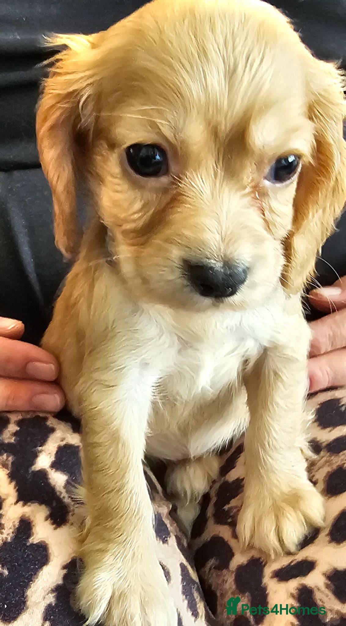 Cocker Spaniel dogs 1  lovely kc reg cocker spaniel  remaining  - Advert 18