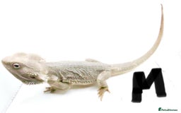Bearded Dragon reptiles for sale: Hypo Het Zero Het Trans Bearded Dragons  - Image 9