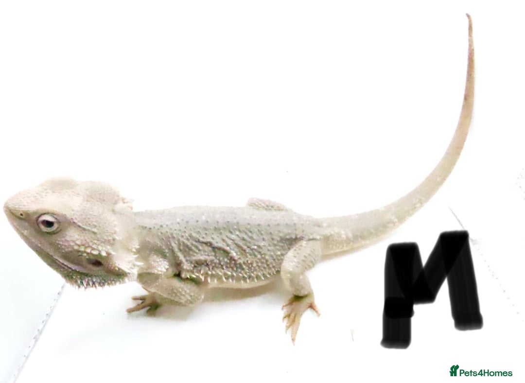 Bearded Dragon reptiles for sale: Hypo Het Zero Het Trans Bearded Dragons  - Image 9