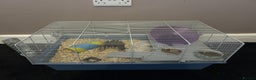Hamster rodents for sale: Hamster with cage and accessories for sale - Advert 2