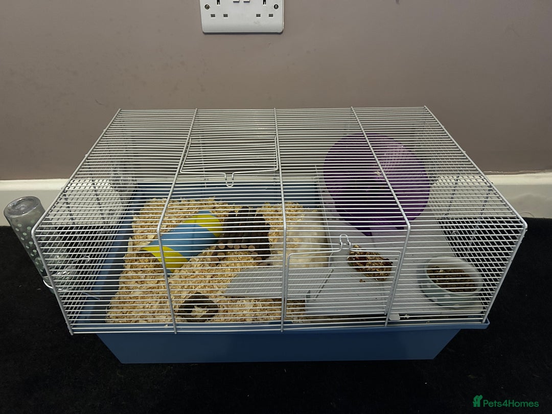 Hamster rodents for sale: Hamster with cage and accessories for sale - Advert 2