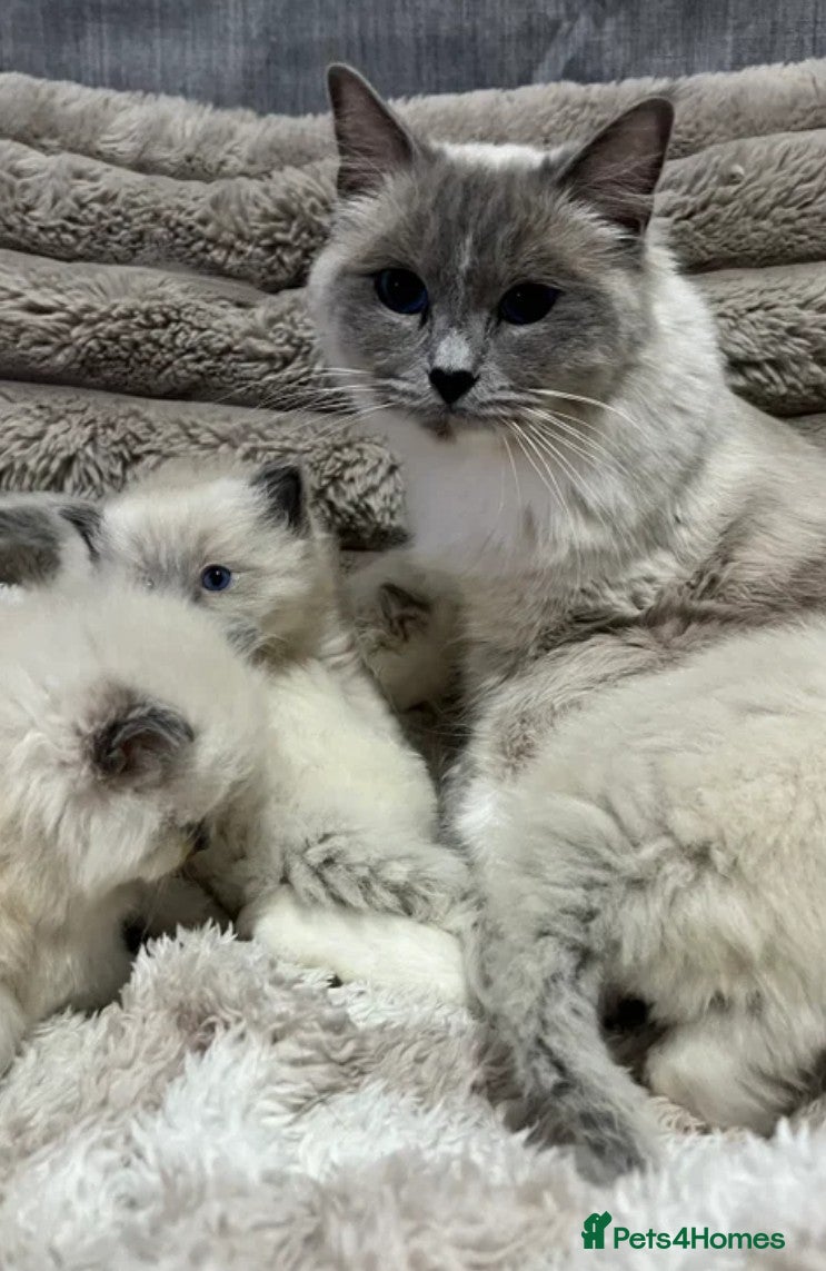 Ragdoll cats Ragdoll kitten needs rehoming  - Advert 2