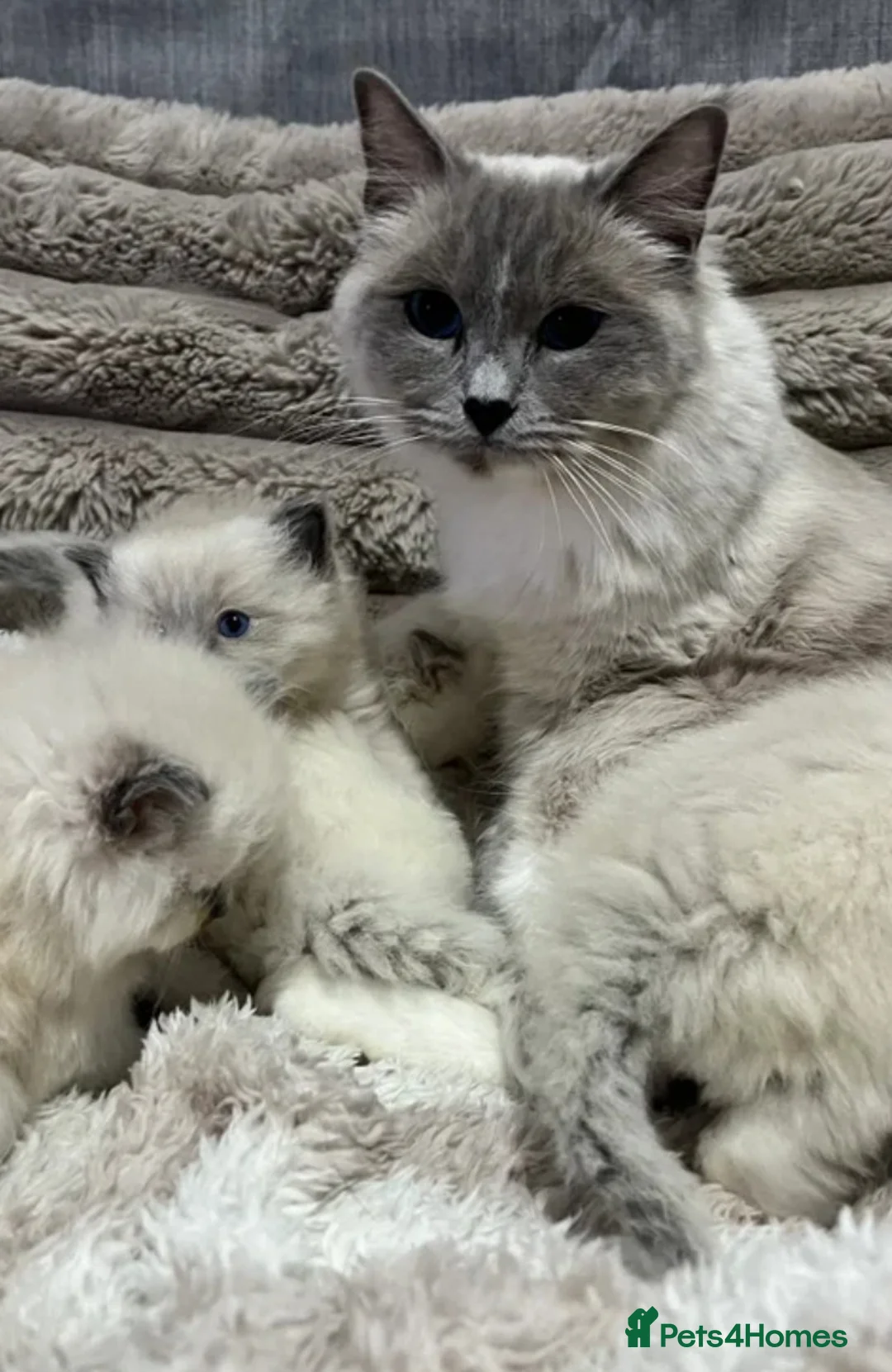 Ragdoll cats for sale: Handsome pedigree Ragdoll kitten needs rehoming  - Advert 1