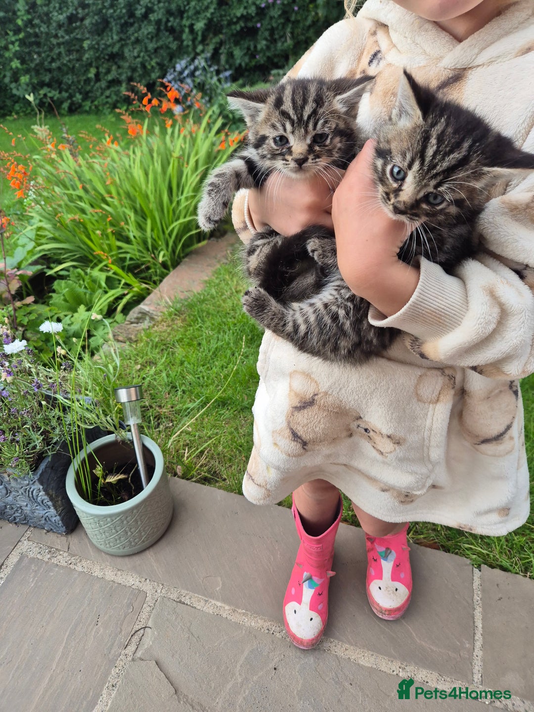 Mixed Breed cats for sale: Bengal X kittens- Ready Now - Image 2