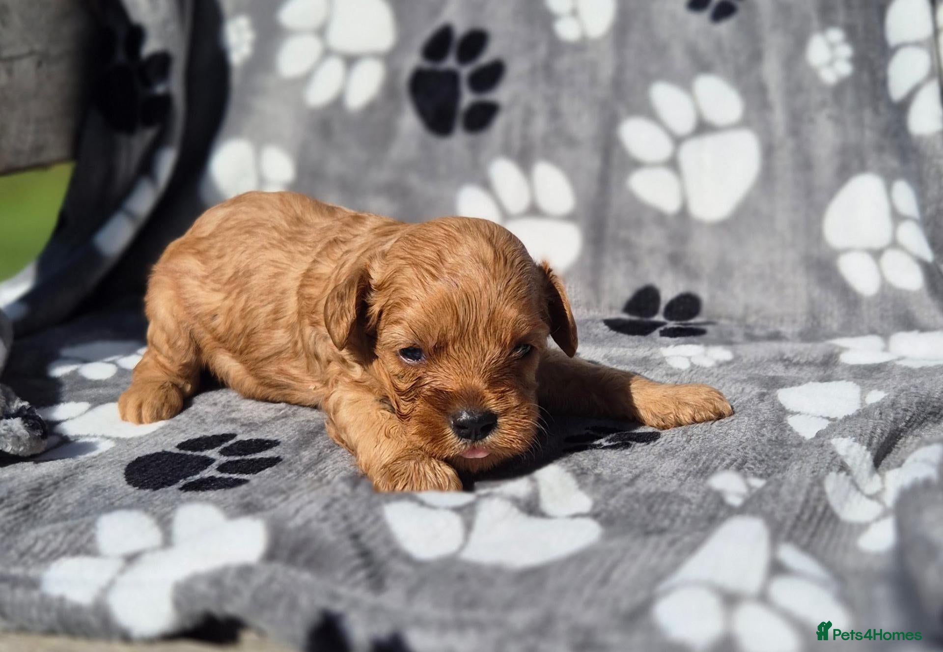 Cavapoo dogs Fox Red Cavapoo Females - Advert 1