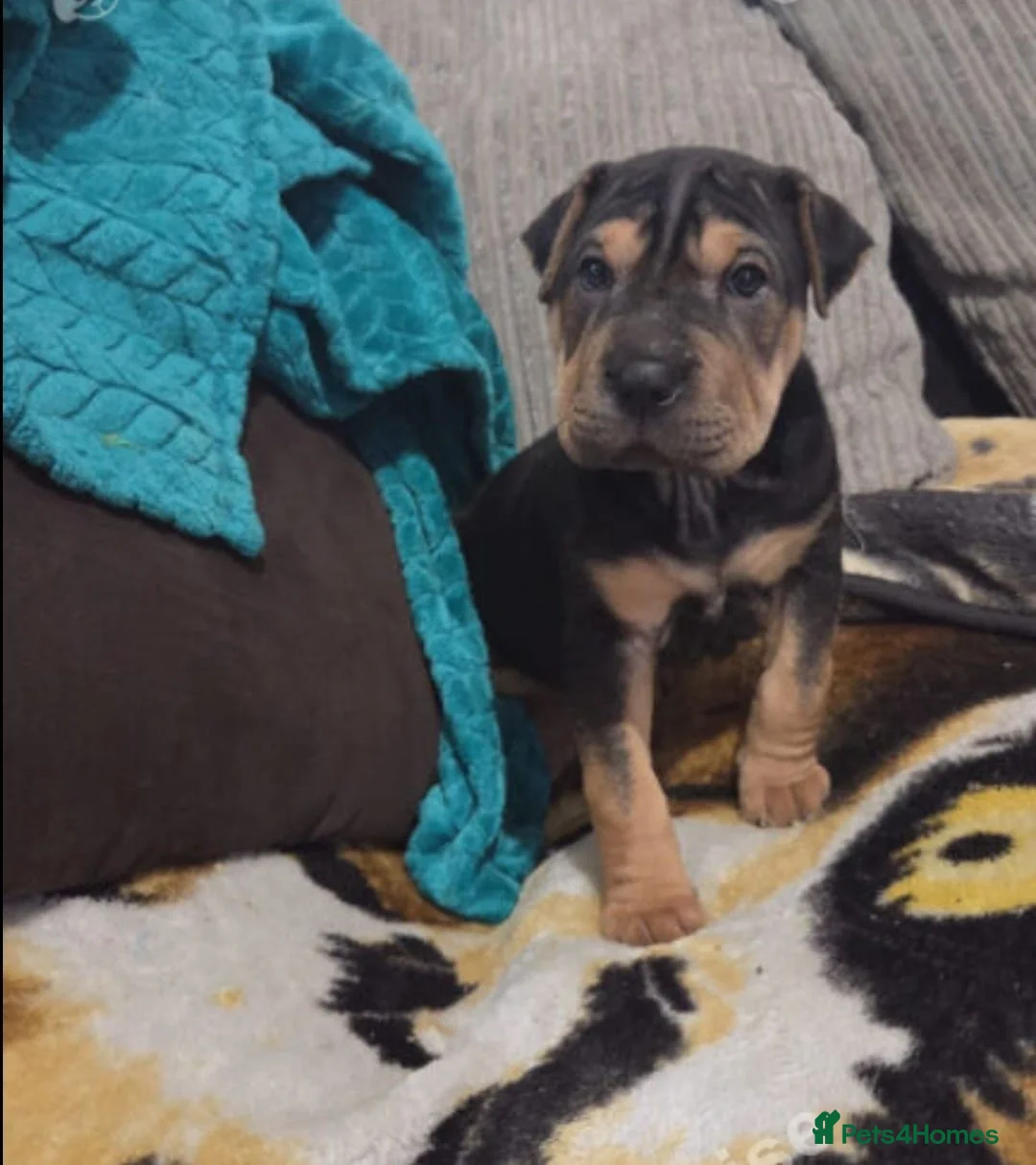 Shar Pei dogs for sale: Rare chocolate and tan brush coat girl shar pei - Advert 6