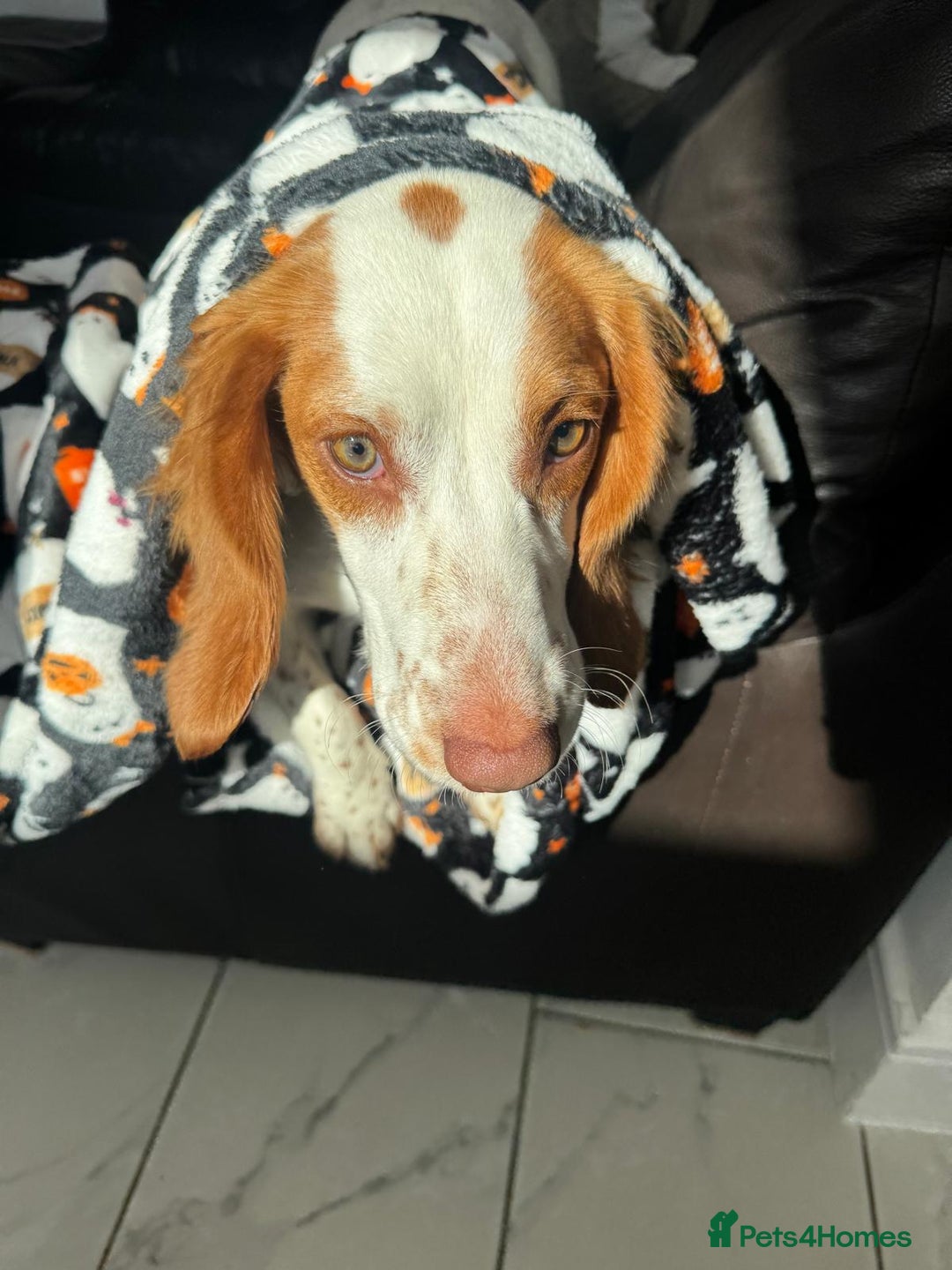 Cocker Spaniel dogs for sale: 11 Mnth Cocker Span Looking for Experienced Home - Advert 5