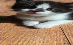Mixed Breed cats for sale: 3 beautiful playful kittens ready for rehome - Image 9