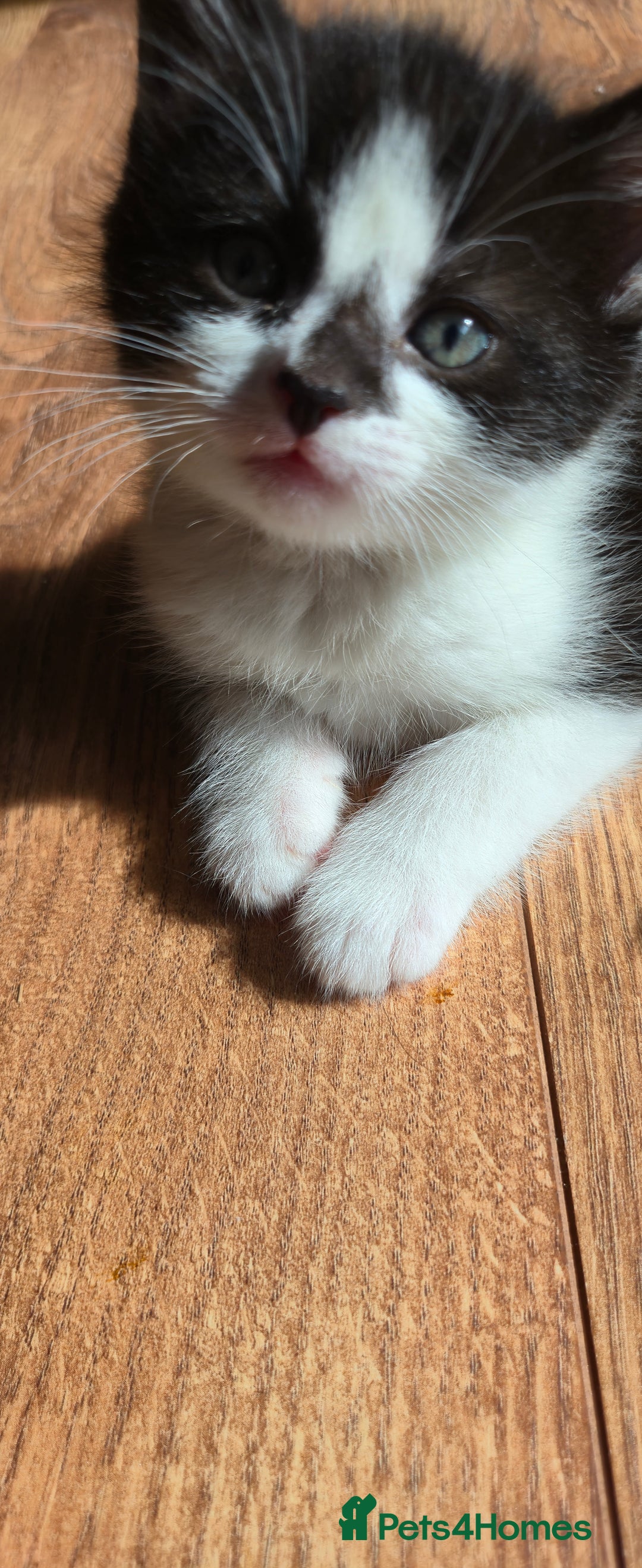 Mixed Breed cats for sale: 3 beautiful playful kittens ready for rehome - Image 9