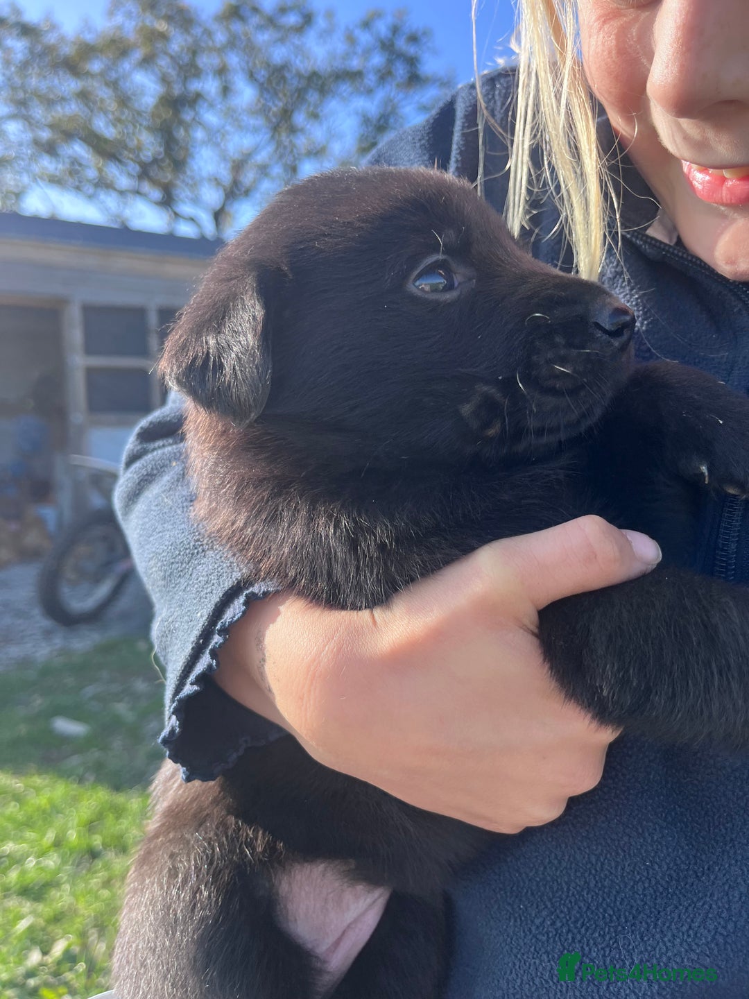 Labrador Retriever dogs for sale: Incredible repeat mating  - Image 4