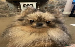 Pomeranian dogs for sale:  Pomeranian’s extra small beautiful fluffy - Image 5