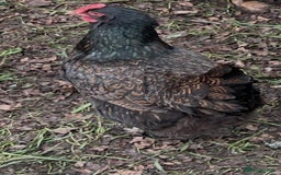 Chickens poultry for sale: Barnevelder - Image 1