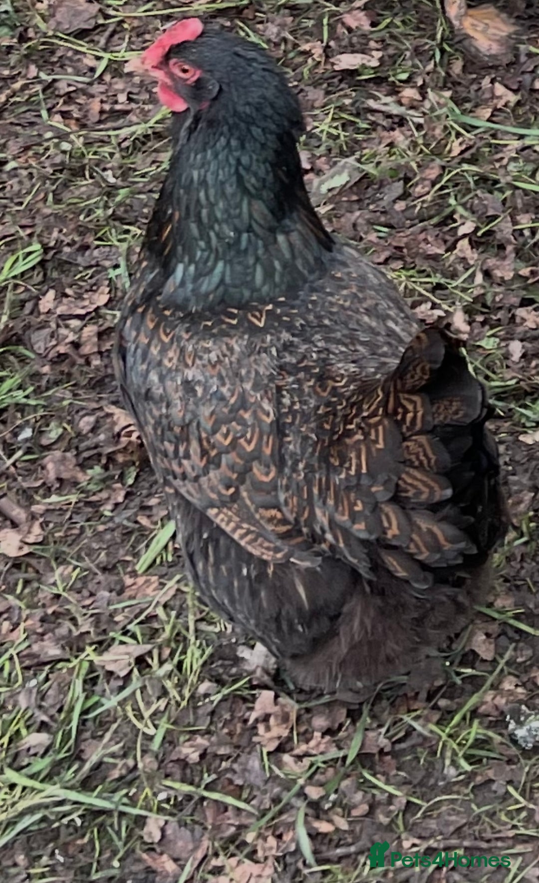 Chickens poultry for sale: Barnevelder - Image 1
